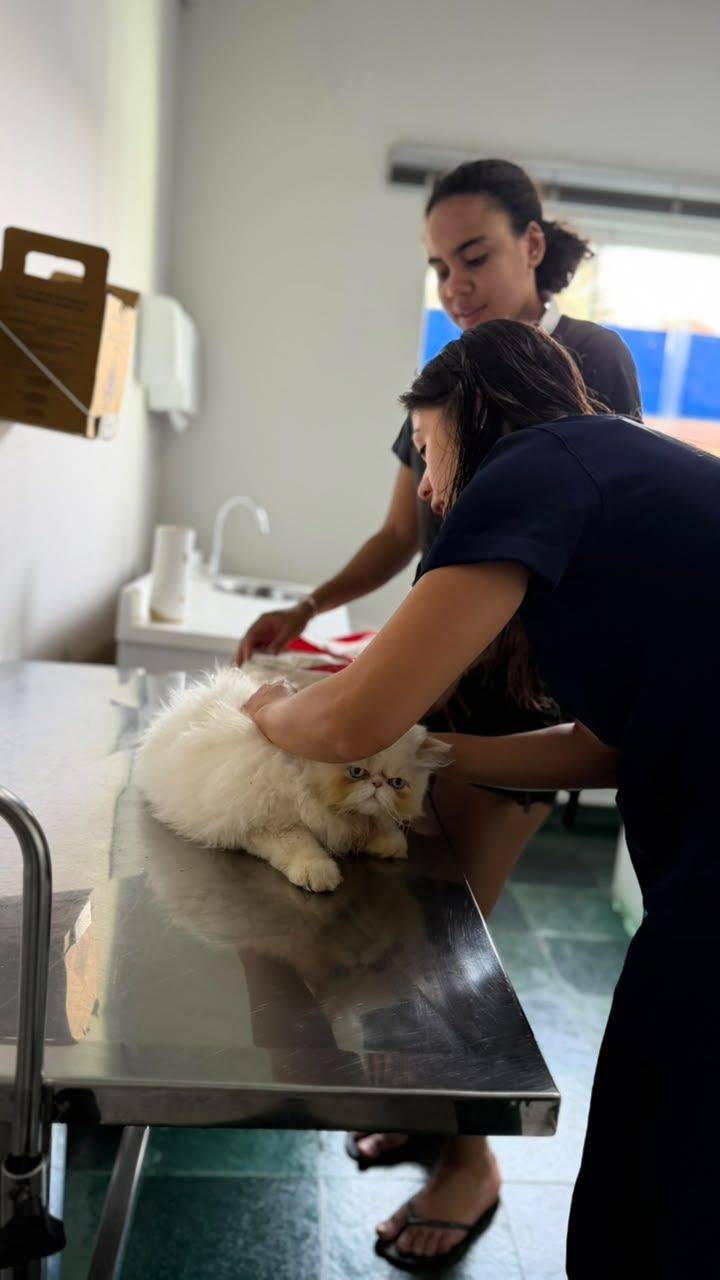 Duas profissionais atendendo um gato persa branco sobre a mesa de exame